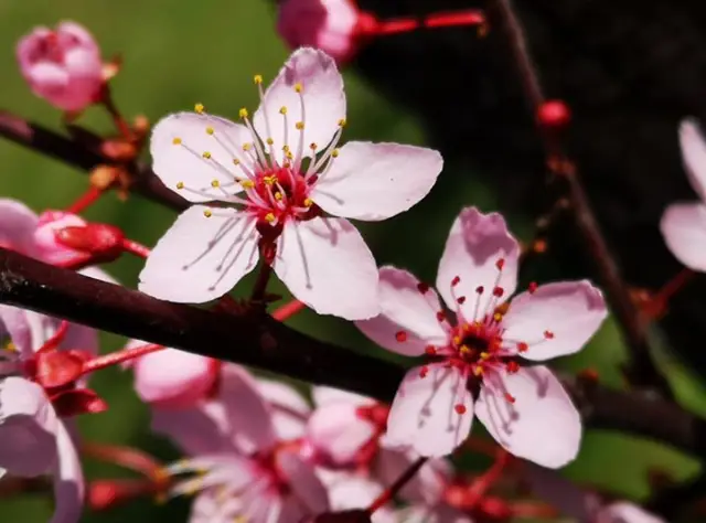 Photo Jen Davidson. Pink flowers.