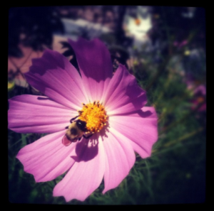 Photo by Jen Davidson. Pink flower and bee.