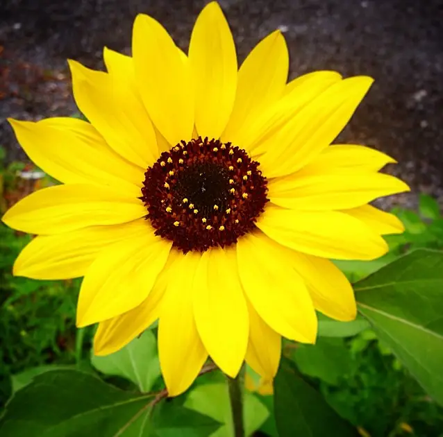 Yellow Daisy, photo by Jen Davidson