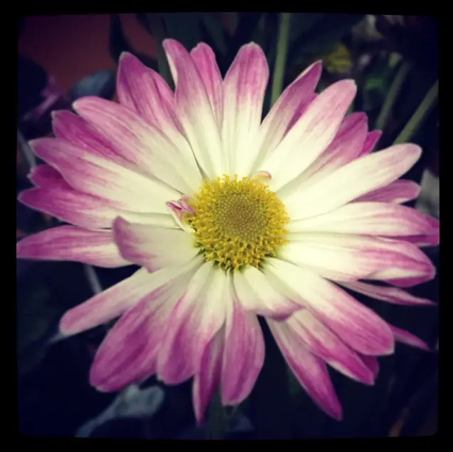 Photo by Jen Davidson. Pink white and yellow flower.